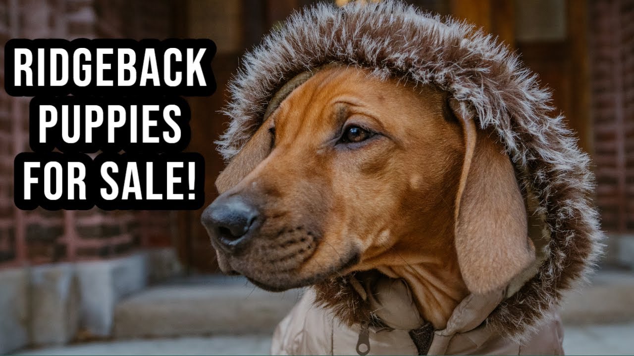 Rhodesian Ridgeback Puppies for Sale! Video Thumbnail