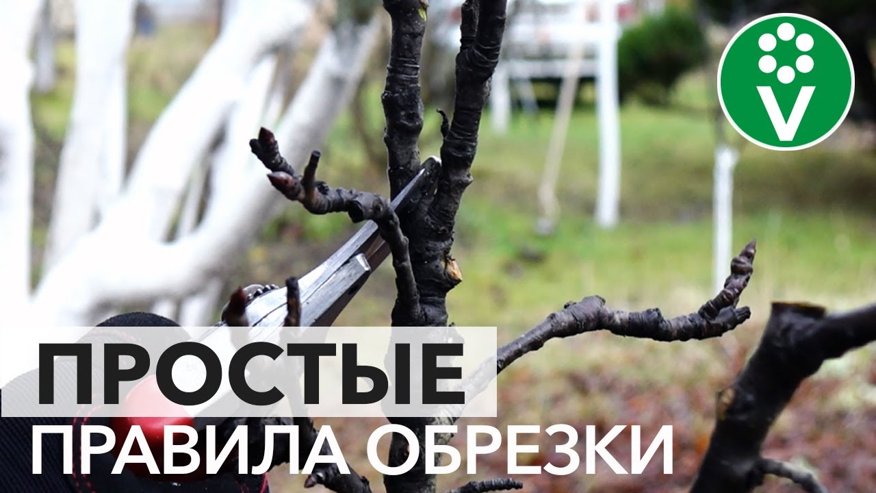 Обрезка карликовых (колоновидных) груш. Простые правила обрезки для богатого урожая