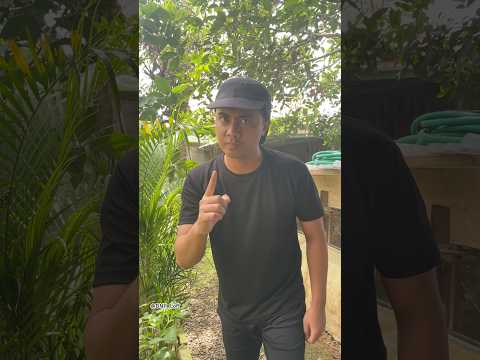 Cara mudah ajarin anakan merpati giring kandang