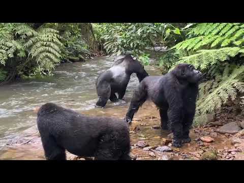 ngoni safaris uganda photos