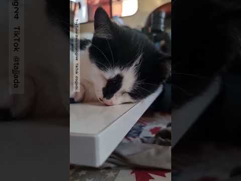길냥이 치타와 함께~ 잠충이 치타는 꿀잠중 ㅎㅎ