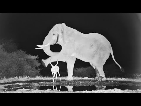 A Grumpy Elephant Kicks Impala!