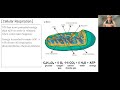 Cellular Respiration and ATP Production