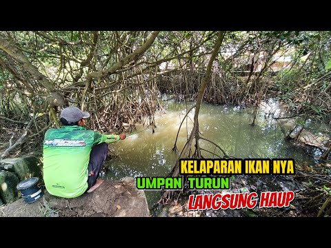 Ikan Disini sangat rakus makan nya,apa tidak pernah ada yang mancing di sungai ini