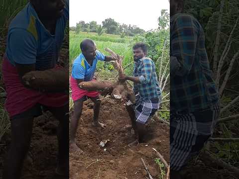 ?மரவள்ளி கிழங்கு|maravalli kizhangu ✨#farming #tapioca  #மரவள்ளிக்கிழங்கு #trendingshorts