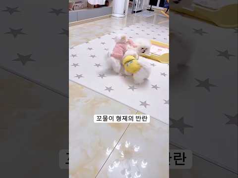 꼬물이 개춘기 시작 형제의 반란-- 그결과는? #비숑프리제 #cute #아기강아지