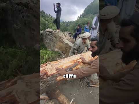 Turning a Fallen Tree into a Valley Spanning Bridg