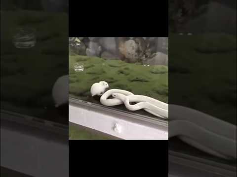 Snake confused #short