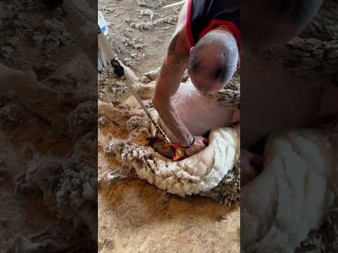 Shearing a Columbia Ewe ? (full vid link in comments)