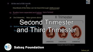 Second Trimester and Third Trimester