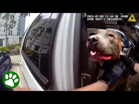 Officer Smashes Window to Save Dog Trapped in Hot Car
