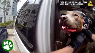 Officer Smashes Window to Save Dog Trapped in Hot Car