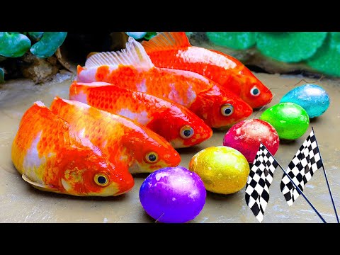 Rainbow Formation Fish : Stop Motion Big Catfish Egg Movement,giat Carp Fishing Compilation