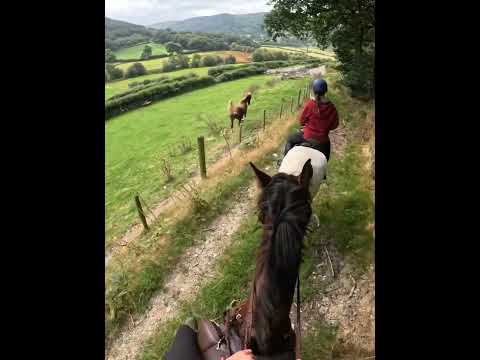 Meeting a very excitable horse on our ride #horseriding #horse #equestrian