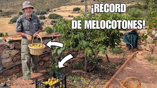 QUÉ MELOCOTÓN MÁS BUENO EL DE LA HUERTA