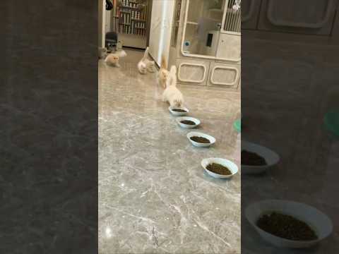 Как я кормлю котеек