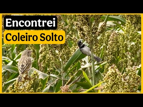 Encontrei Onde Estão os Coleiros Soltos no Mato! 🐦🇧🇷 (Você Vai se Surpreender!)