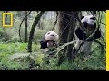 Pandas in Documentary Focus