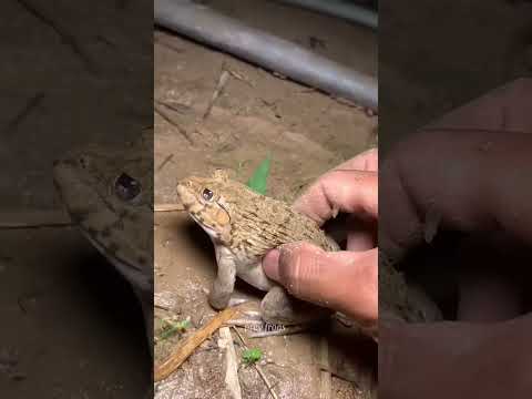Funny frogs Catching | Wep wep catching frogs funny | boing catch frogs make you laugh #shorts
