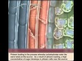 Plant Transport Mechanisms and Functions