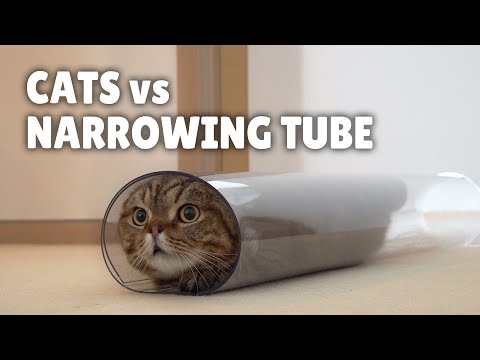 Cats vs Narrowing Tube