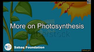 More on Photosynthesis