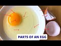 Egg Structure and Nutrition Concepts