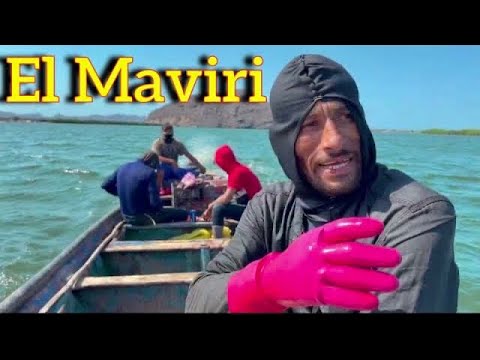 Así se sacan los ostiones y patas de Mula el #Maviri #Topolobampo Sinaloa #mariscos #pesopluma #amlo