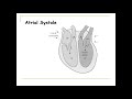 Understanding the Cardiac Cycle