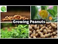 Peanut Plant Care and Growth