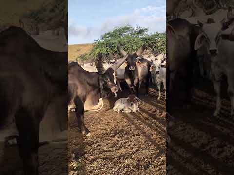 O legítimo kankrej/, Guzerá na Índia!  🏆↗️🧬 #gado #pecuarista #fazenda #animals