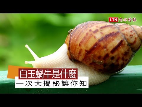 白玉蝸牛YouTube(3分52秒)