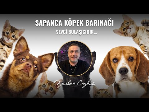 Sapanca Belediyesi Köpek Barınağı: Sevgi Bulaşıcıdır