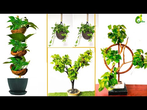 Growing And Decorating With Money Plants: Easy Tips For Indoor Growth In Your Garden/ORGANIC GARDEN❤