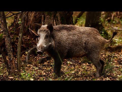 Family of wild boars in an oak forest | Film Studio Aves