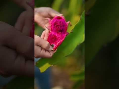 Beautiful Nature with Rural Life - I really enjoy fruit harvesting