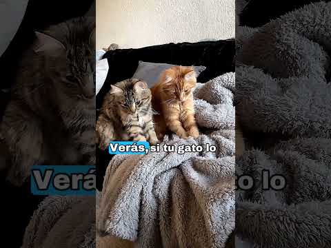 ¡Los gatos amasan por esta razón! 🙀 #cat #gatos