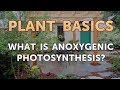 Anoxygenic Photosynthesis and Bacteria