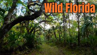 The Washburn Tract Jungle