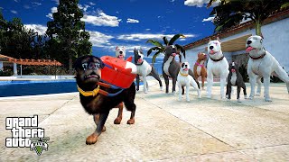 PİTBULL AİLESİ YAVRU FİKO'YU AİLEDEN KOVDU! FİKO'NUN SONU! - GTA 5 PİTBULL'UN HAYATI