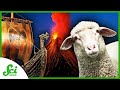 Viking Settlement and Volcanic Evidence