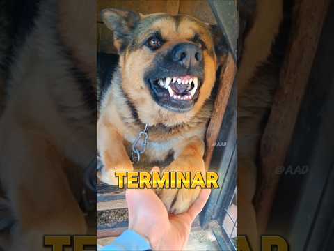 Las 5 razas de perros más mortales y peligrosas del mundo 🔥🐕🌎 #Shorts