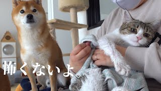 猫の悲鳴に柴犬は‥種族を超えた優しさを見せました。