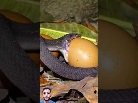 بحركه صعيبه قدرت علا ادخالها والحفاظ عليها#shorts