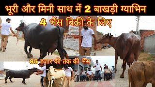भूरी और मिनी साथ में 2 बाखड़ी ग्याभिन 4 भैंस बिक्री के लिए 85 हजार  तक की 