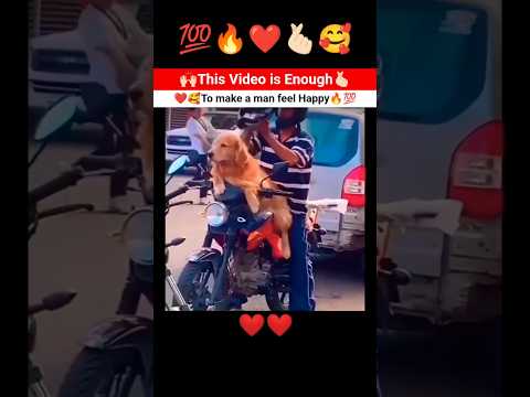 ❤️💯This video is enough to make a man feel Happy 😊🥰🫰🏻🙌🏻 #Happiness #dogs #dogeshbhai #feelings