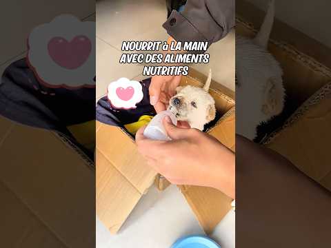 L'homme a sauvé un pauvre chiot rejeté par sa mère