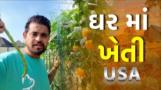ઘર માં ખેતી | Khajur Bhai VLOGS | Jigli and Khajur | New Vlog | America 🇺🇸 | Vlog 13 | Jackson |USA 