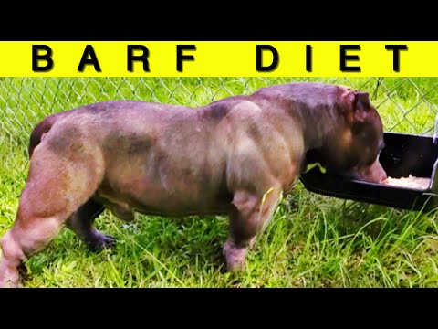 Insanely Easy BARF DIET 101‼️