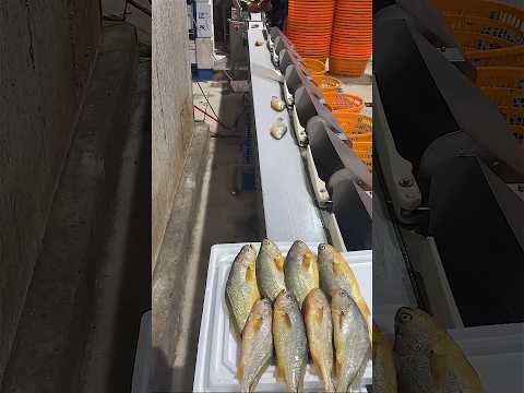 Fish grouping technique using an automatic sorting machine #shorts